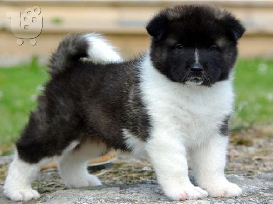 PoulaTo: AKITA
